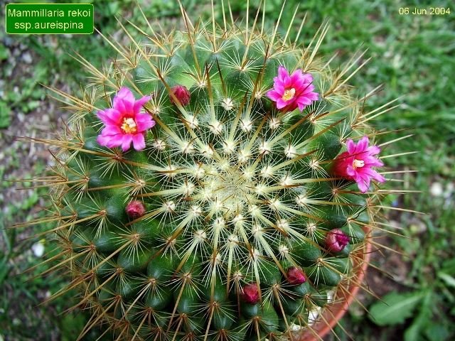 Mammillaria _rekoi ssp.aureispina__ c1